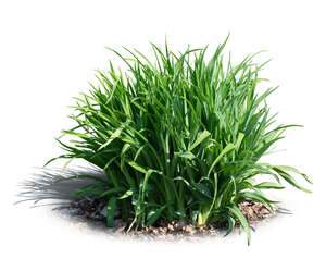 cut out tuft of green ornamental grass