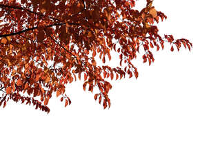 cut out tree branch with red leaves