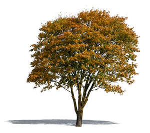cut out medium size maple tree in autumn