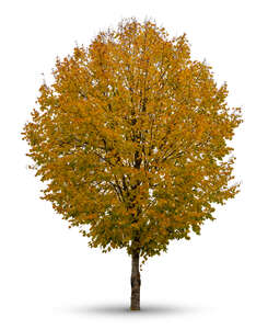 cut out round lindend tree in autumn with golden leaves