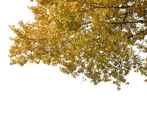 cut out golden birch tree branch in autumn