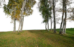 cut out group of autumn trees in the foreground