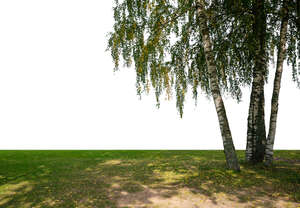 cut out foreground group of birch trees