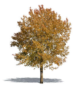 cut out aspen tree in autumn