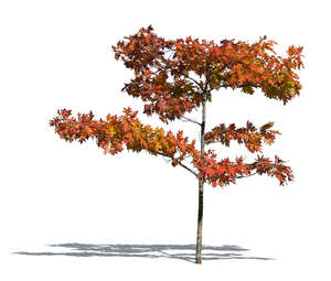 small maple tree with red leaves