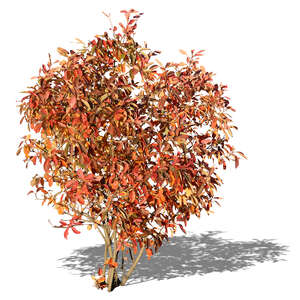 bush with red leaves in autumn