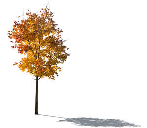 cut out backlit maple tree in autumn