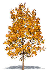 cut out maple with yellow autumn leaves