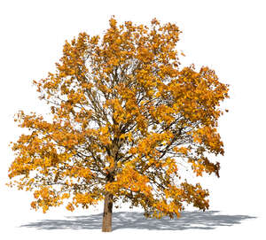 cut out big maple with yellow autumn leaves