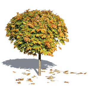 cut out small maple tree with fallen leaves