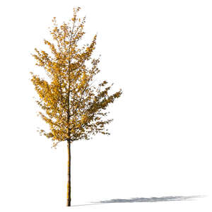 small cut out tree with yellow leaves