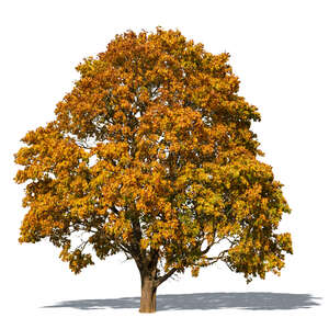cut out big maple tree with orange leaves