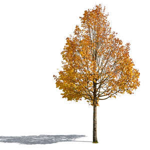 linden tree in autumn