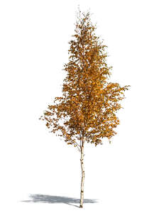 medium size birch tree in autumn