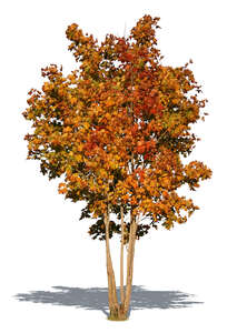 medium size maple tree in autumn