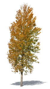 linden tree with orange leaves