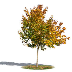 smaller maple tree in autumn