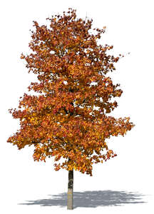 maple tree with red autumn leaves