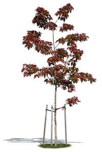 small oak tree with red leaves