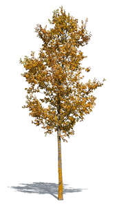 small linden tree with yellow leaves