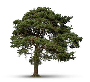 cut out tall majestic pine tree