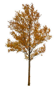 cut out deciduous tree in autumn