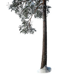 cut out trunk and branch of a snowy pine tree in winter