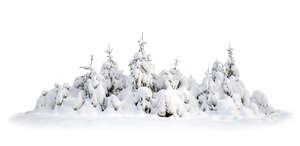 cut out group of snow covered fir trees