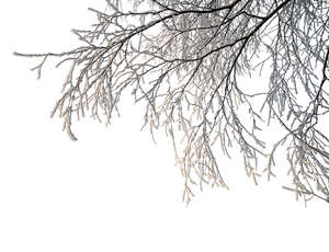 cut out tree branch in winter covered with snow