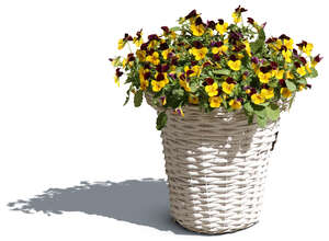 cut out blooming pansy in a white pot