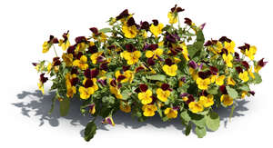 cut out blooming garden pansy