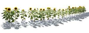cut out row of sunflowers