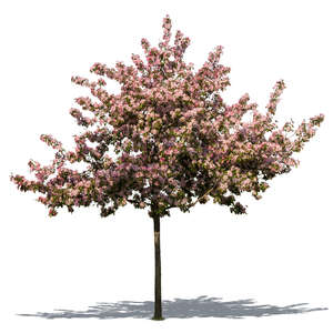 cut out blooming cherry tree
