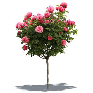 cut out blooming rose bush