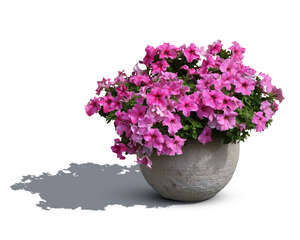 blooming flower in a stone pot