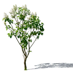 blooming white lilac