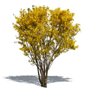 blooming forsythia