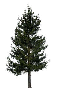 cut out regular tall spruce tree in ambient light