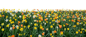 large foreground flowerbed of blooming daffodils and tulips