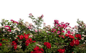 cut out foreground flowerbed of blooming roses