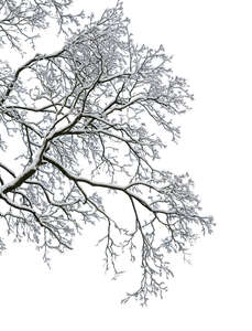 tree branch covered with snow