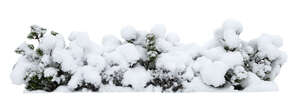 cut out snow covered spruce hedge