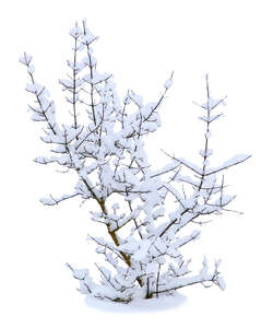 cut out bare bush covered with snow