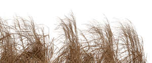 cut out foreground of tall dry ornamentl grass