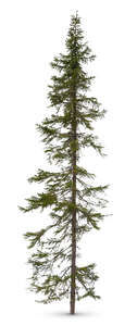 cut out European spruce