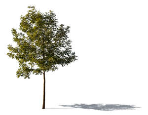 cut out sidelit small ash tree