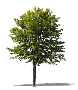 cut out medium size maple tree acer platanoides