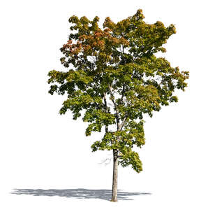 cut out maple tree in early autumn