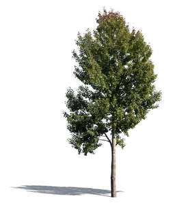 cut out big aspen tree in sunlight