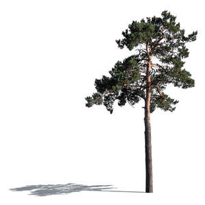 cut out sidelit pine tree
